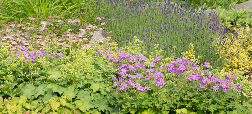 Bepflanzung/Rasen Klein Gartengestaltung & Landschaftsbau