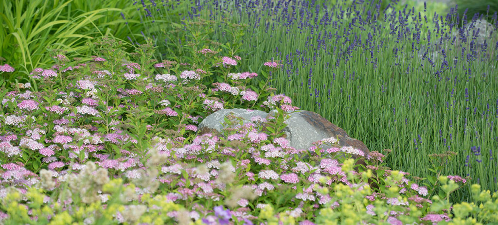 Bepflanzung/Rasen – Klein Gartengestaltung & Landschaftsbau